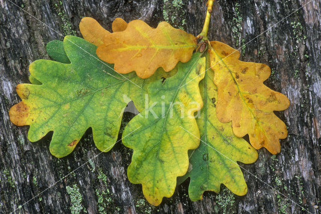 Zomereik (Quercus robur)