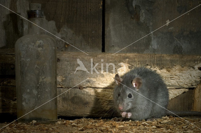 Zwarte rat (Rattus rattus)