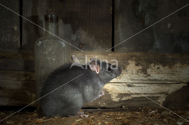 Zwarte rat (Rattus rattus)