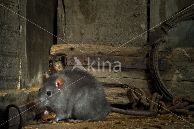 Zwarte rat (Rattus rattus)