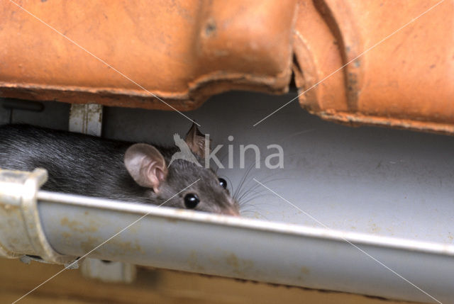 Zwarte rat (Rattus rattus)