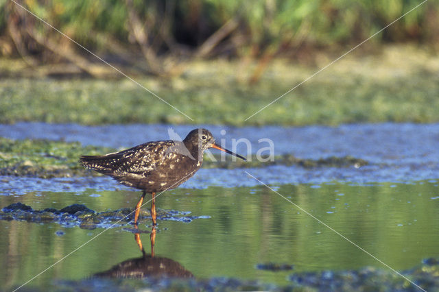 Zwarte Ruiter (Tringa erythropus)