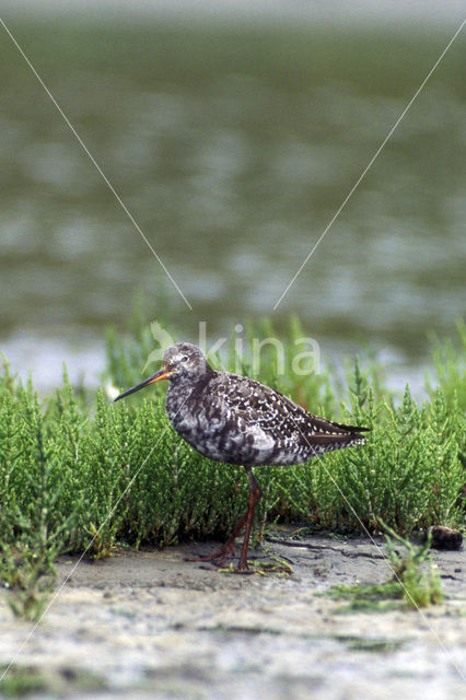 Zwarte Ruiter (Tringa erythropus)