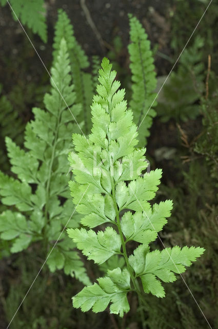 Zwartsteel (Asplenium adiantum-nigrum)