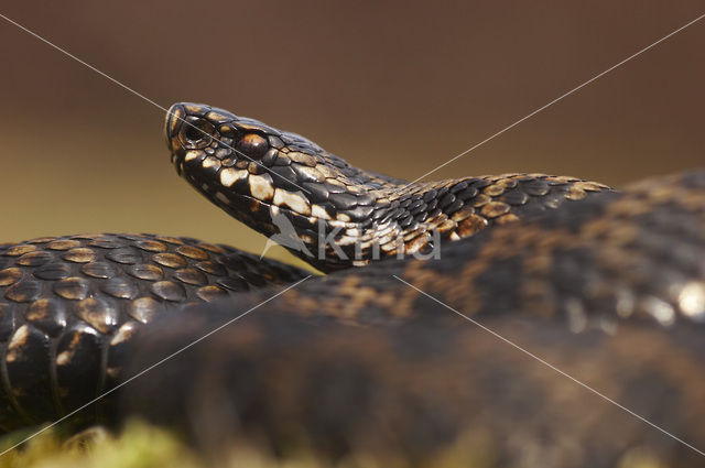 Adder (Vipera berus)