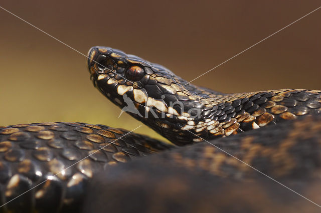 Adder (Vipera berus)