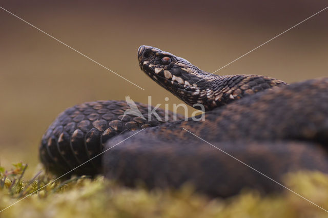 Adder (Vipera berus)