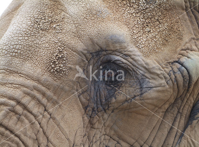 Afrikaanse olifant (Loxodonta africana)