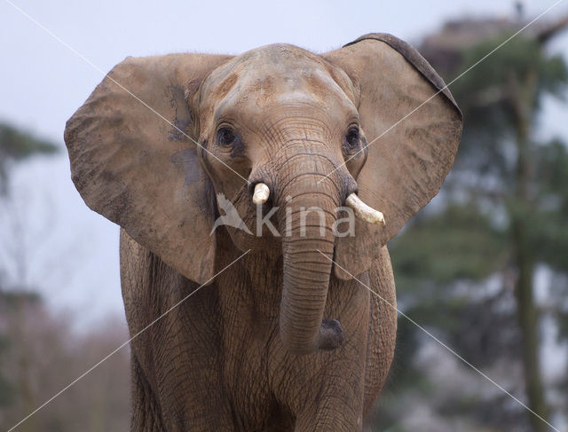 Afrikaanse olifant (Loxodonta africana)