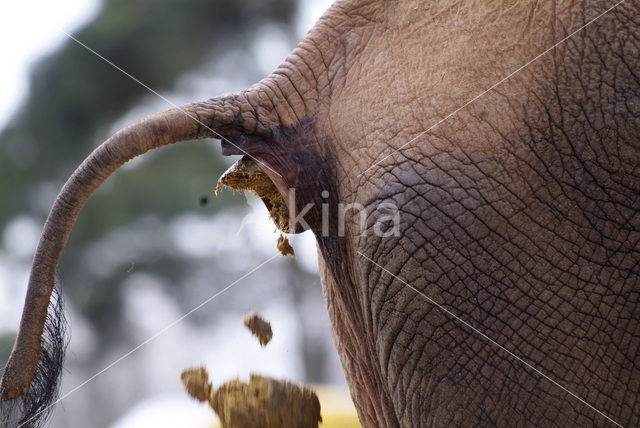 Afrikaanse olifant (Loxodonta africana)