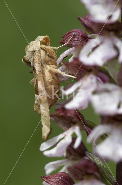 Agaatvlinder (Phlogophora meticulosa)