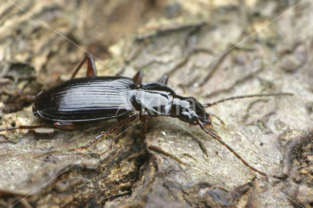 Agonum livens