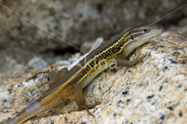 Algerian sand lizard (Psammodromus algirus)