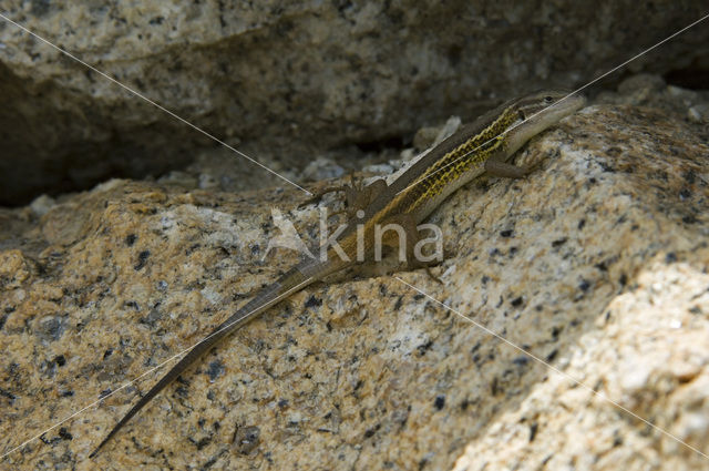 Algerian sand lizard (Psammodromus algirus)