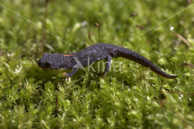 Alpenwatersalamander