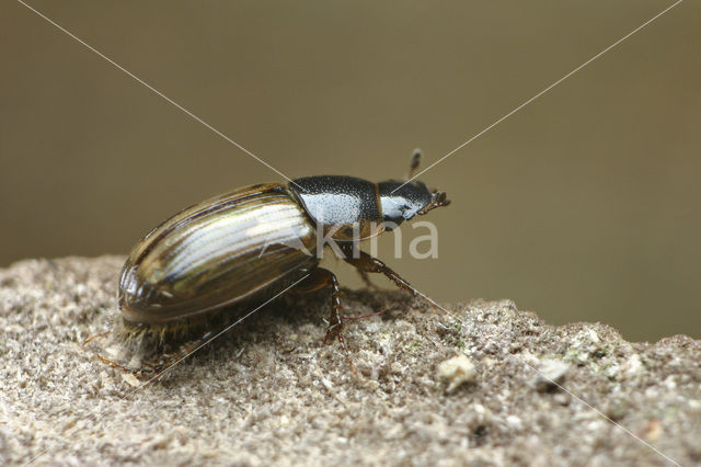 Aphodius sphacelatus