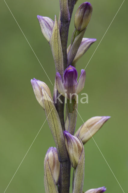 Aspergeorchis (Limodorum trabutianum)