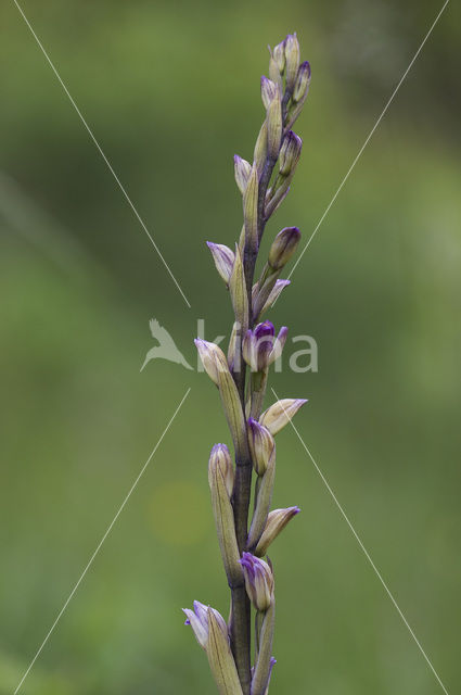 Aspergeorchis (Limodorum trabutianum)