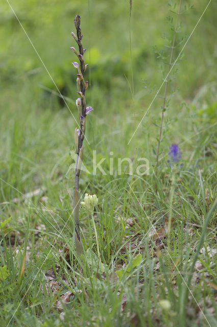 Aspergeorchis (Limodorum trabutianum)