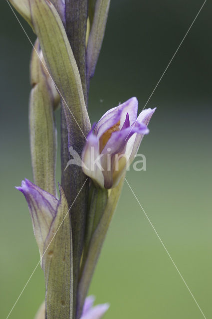 Aspergeorchis (Limodorum trabutianum)