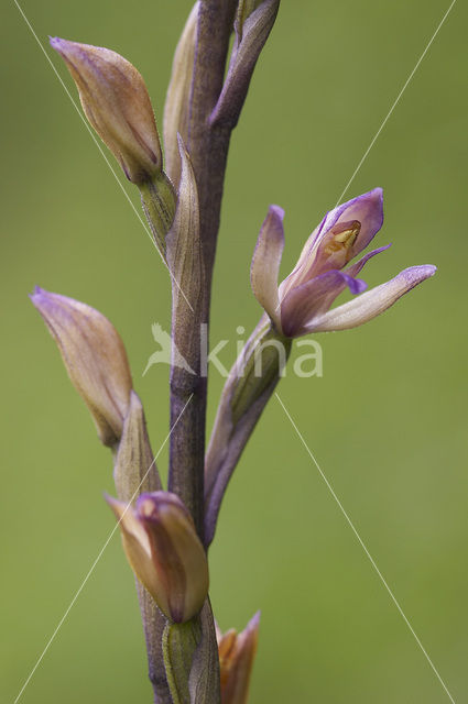 Aspergeorchis (Limodorum trabutianum)