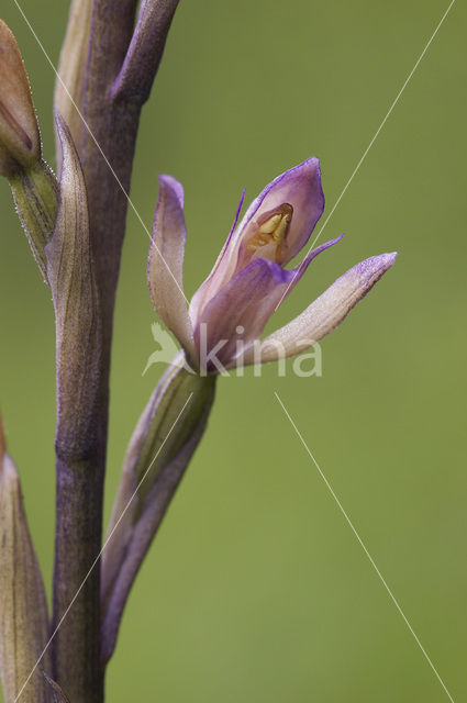 Aspergeorchis (Limodorum trabutianum)