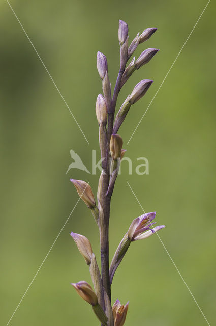 Aspergeorchis (Limodorum trabutianum)