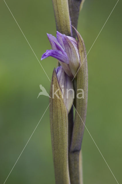 Aspergeorchis (Limodorum trabutianum)