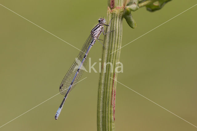 Azuurwaterjuffer (Coenagrion puella)