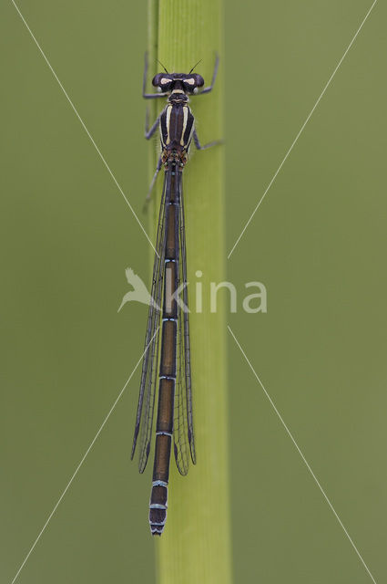 Azuurwaterjuffer (Coenagrion puella)