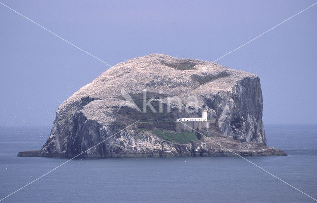 Bass rock