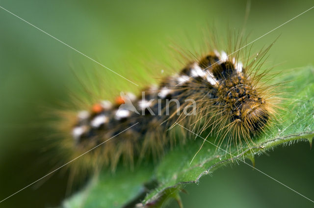 browntail moth (Euproctis chrysorrhoea)