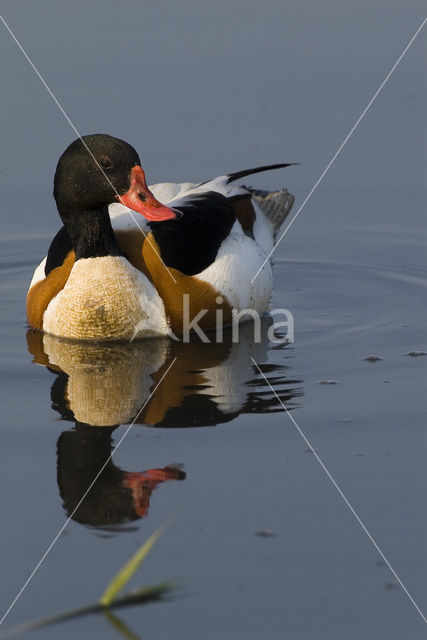 Bergeend (Tadorna tadorna)