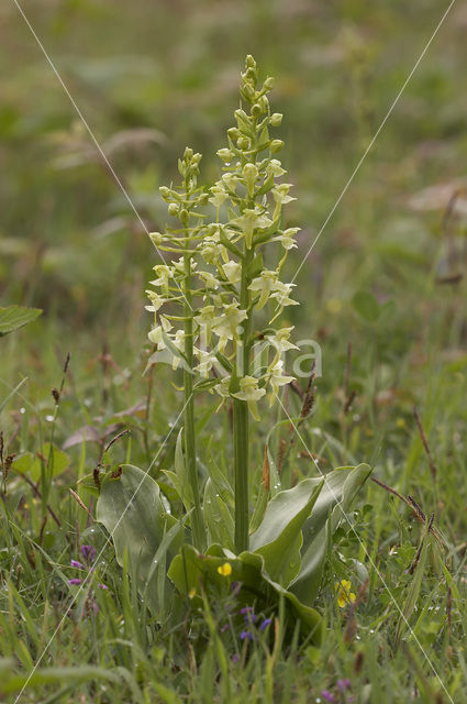 Bergnachtorchis (Platanthera chlorantha)