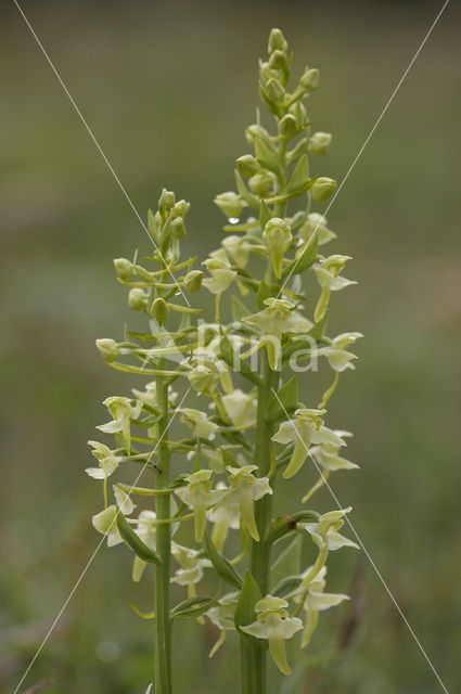 Greater Butterfly-orchid (Platanthera chlorantha)