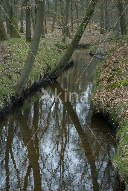 Beuk (Fagus sylvatica)