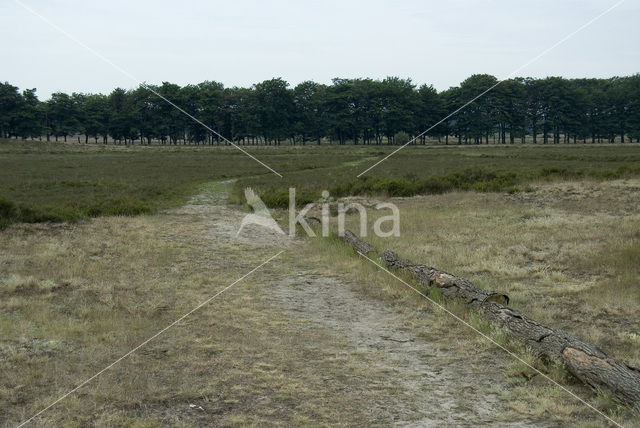 Beuk (Fagus sylvatica)