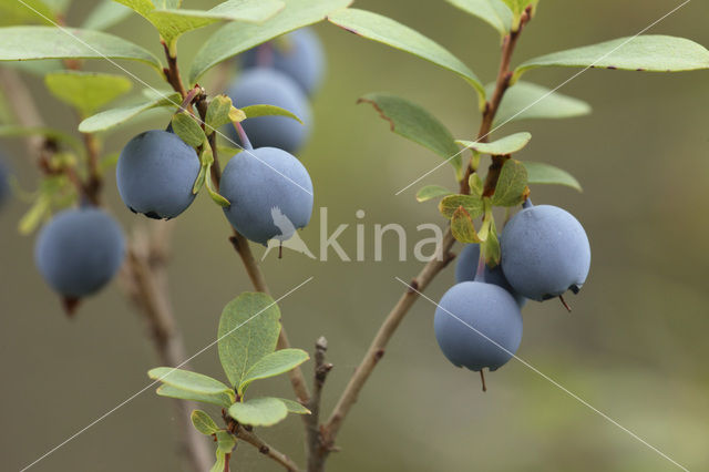 Blauwe bosbes (Vaccinium myrtillus)