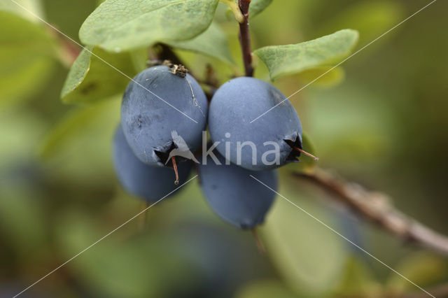 Blauwe bosbes (Vaccinium myrtillus)