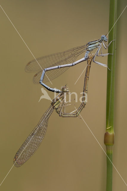 Blauwe breedscheenjuffer (Platycnemis pennipes)