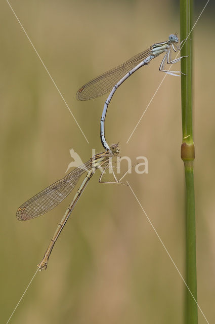 Blauwe breedscheenjuffer (Platycnemis pennipes)