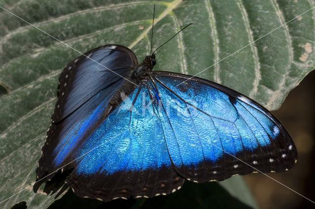 Blauwe morpho (Morpho peleides)