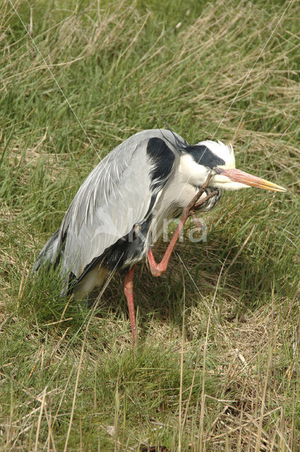 Blauwe Reiger (Ardea cinerea)