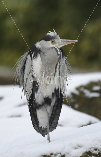 Blauwe Reiger (Ardea cinerea)