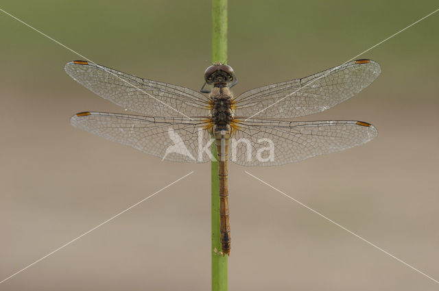 Bloedrode heidelibel (Sympetrum sanguineum)