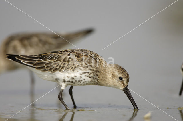 Bonte Strandloper (Calidris alpina)