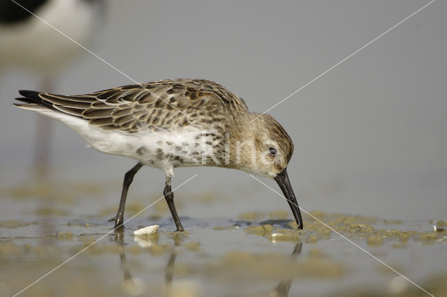 Bonte Strandloper (Calidris alpina)