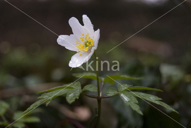 Bosanemoon (Anemone nemorosa)