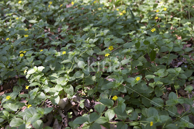 Yellow Pimpernel (Lysimachia nemorum)