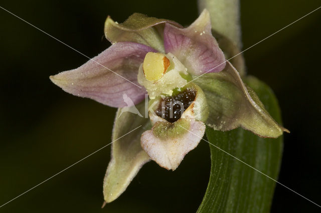 Brede wespenorchis (Epipactis helleborine)